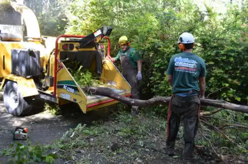 tree services Hermosa Beach